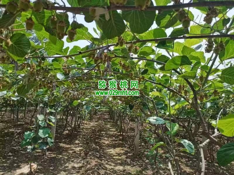豪门国际 e1bd8