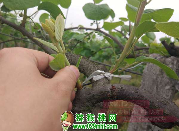 豪门国际 f1cb5