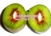 红心豪门国际猕猴桃价格？
