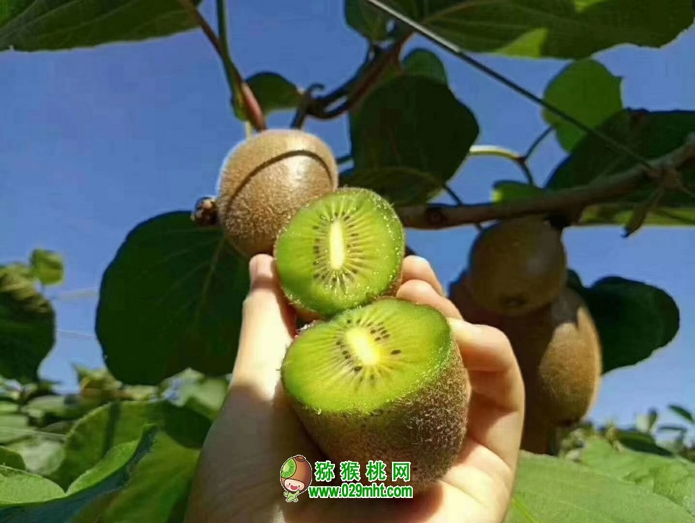 豪门国际 c6507