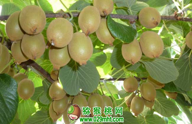 豪门国际猕猴桃种植条件