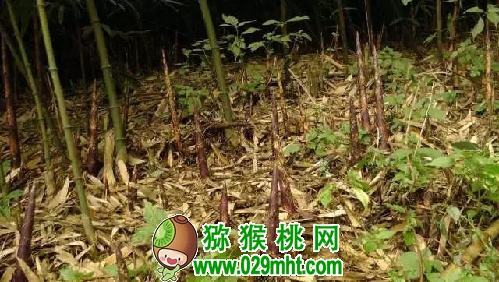 豪门国际官方网站图片