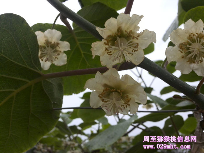 陕西周至豪门国际猕猴桃5月花开画报