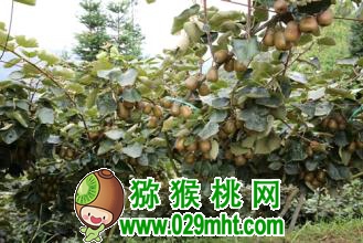 豪门国际官方网站图片