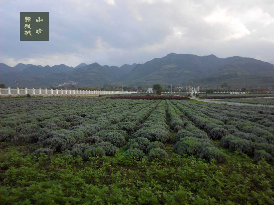豪门国际猕猴桃山珍魅力周至行