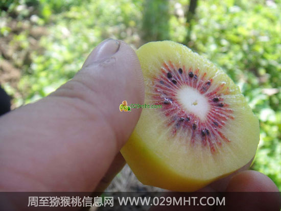 陕西红心豪门国际猕猴桃图片