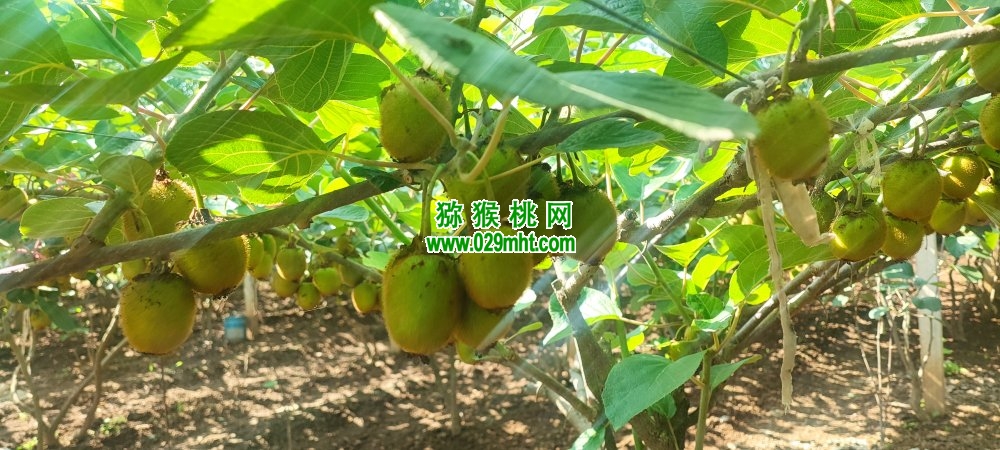 豪门国际 86ed7