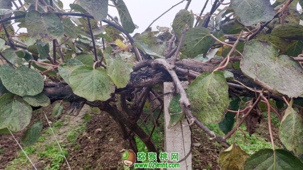 豪门国际 b29dc