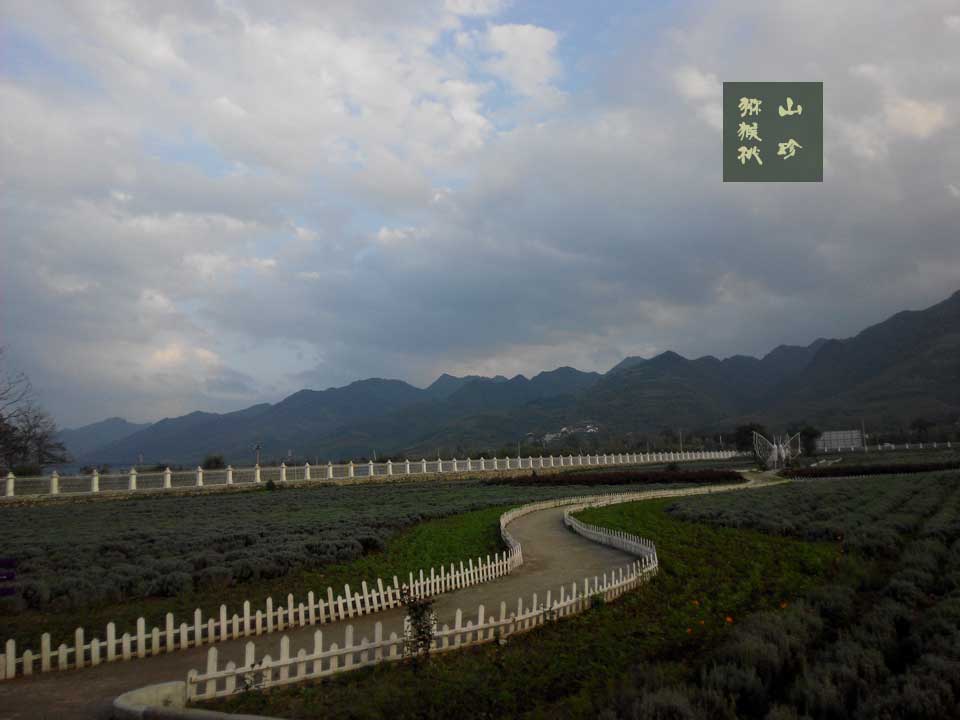 豪门国际猕猴桃山珍魅力周至行