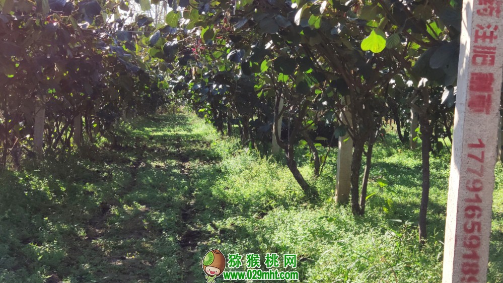 豪门国际 afdff