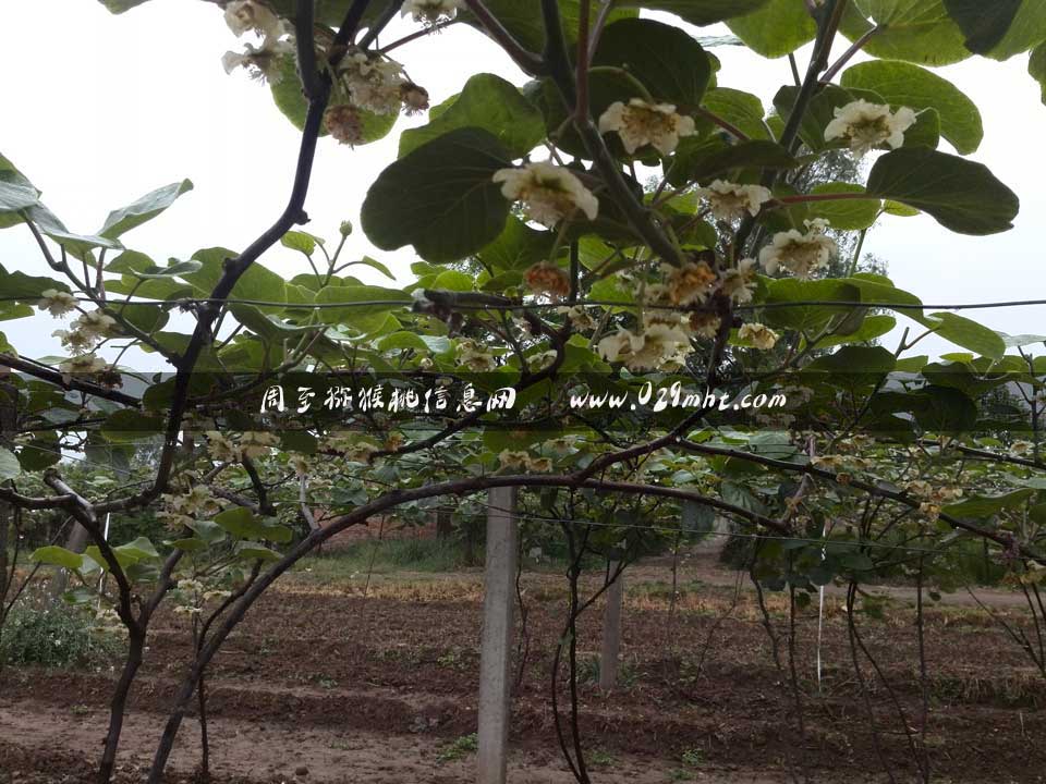 <a href=http://www.linux-china.com/zhouzhimihoutao/ target=_blank class=infotextkey />周至豪门国际猕猴桃</a>采花粉画报