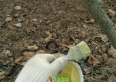 刷豪门国际猕猴桃防冻液的正确姿势