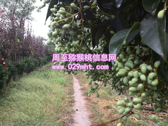 秦美豪门国际猕猴桃酒