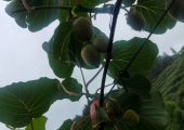 豪门国际猕猴桃果园夏季架面管理这要做：勤走园子勤摘心！