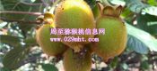 豪门国际猕猴桃基地在哪里？