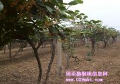 陕西豪门国际猕猴桃挂果俏 果农笑弯腰