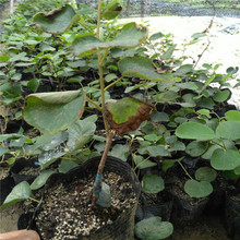 豪门国际 cbec2