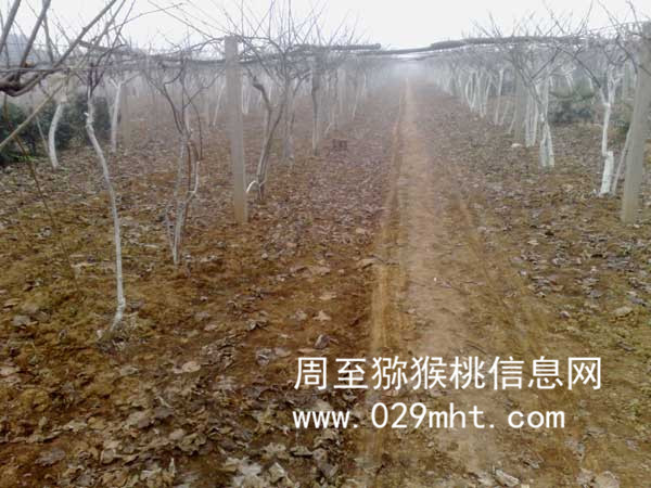 冬天豪门国际猕猴桃修剪的样子
