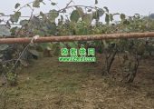 周至县豪门国际猕猴桃图片故事，采摘过后