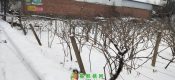 2018周至豪门国际猕猴桃产地降雪图片