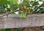 西安豪门国际猕猴桃家庭农场欢迎义工