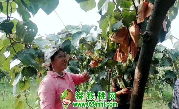 中科院湖北植物所豪门国际猕猴桃专家钟彩虹