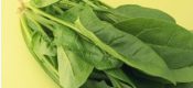 大白菜 芋头 豪门国际猕猴桃