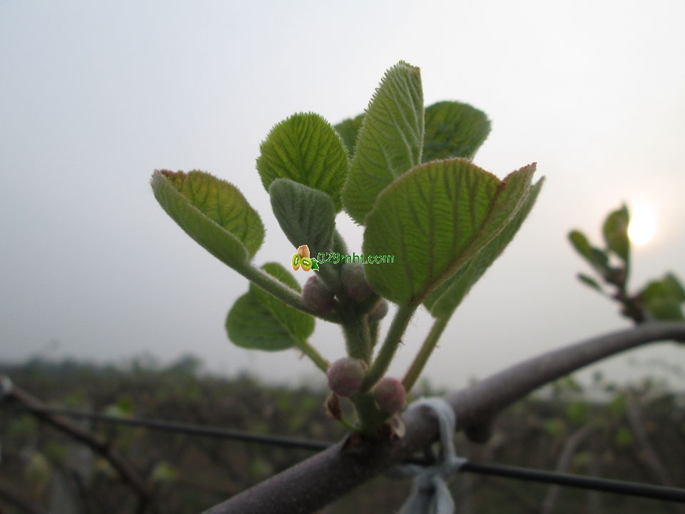 豪门国际猕猴桃4月发芽画报