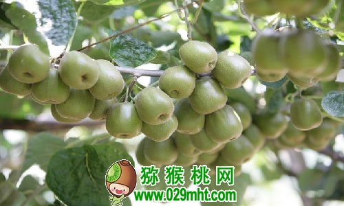 豪门国际 3345a
