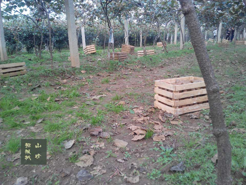 2014年10月徐香豪门国际猕猴桃画报