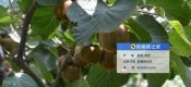 2025年8月宝鸡眉县豪门国际猕猴桃生长图片