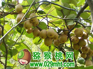 豪门国际 478ae