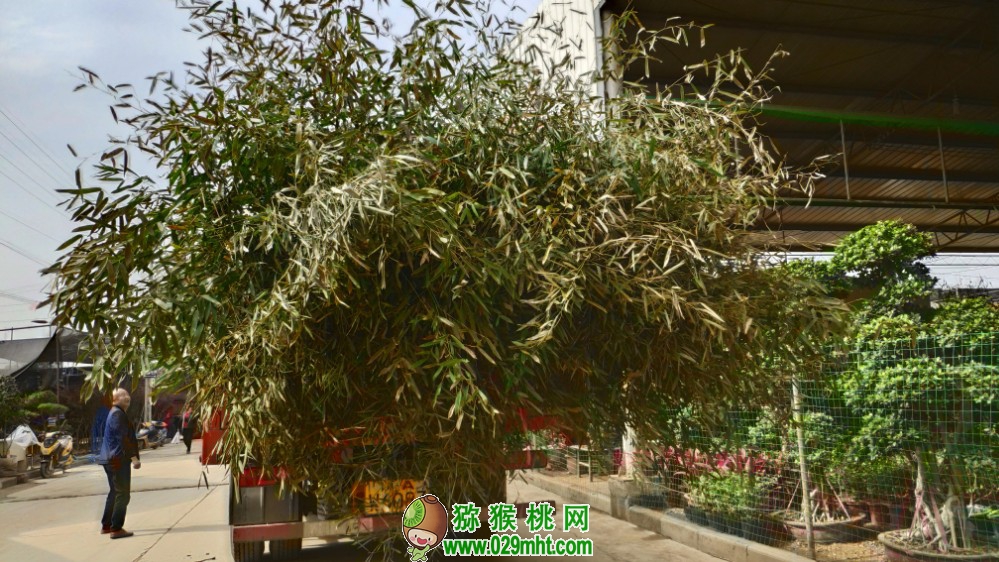 豪门国际 30fb5
