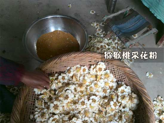 周至豪门国际猕猴桃采花粉画报