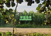 眉县豪门国际猕猴桃果园6月份生长记录