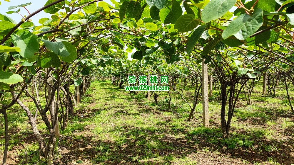 豪门国际 33a62
