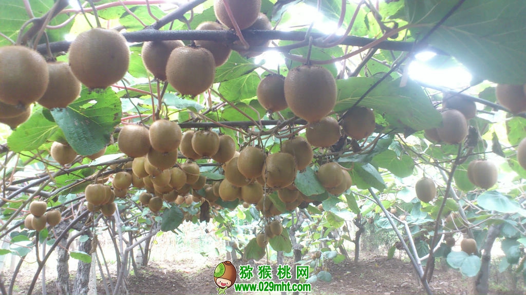 豪门国际 9ddc5