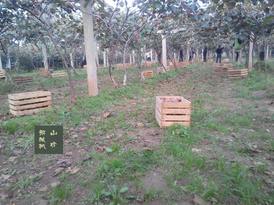 2014年10月徐香豪门国际猕猴桃画报