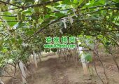 西安有机豪门国际猕猴桃果蔬为什么价格高