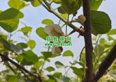 周至豪门国际猕猴桃雄花公花出现收购