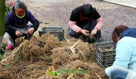 <a href=http://www.linux-china.com/ target=_blank class=infotextkey>豪门国际猕猴桃种苗</a>怎么培育? <a href=http://www.linux-china.com/ target=_blank class=infotextkey />豪门国际猕猴桃种苗</a>怎么培育?