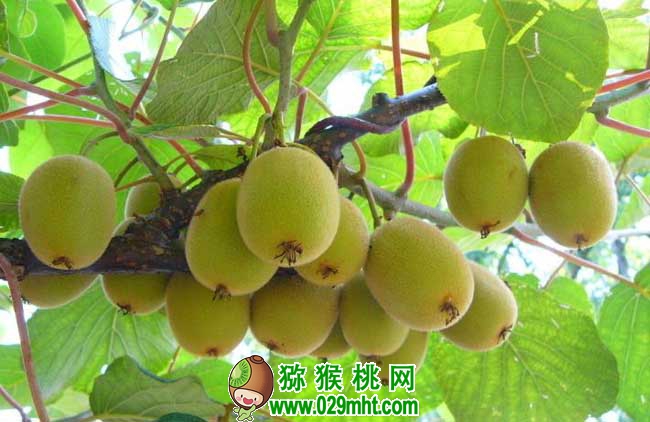 豪门国际猕猴桃种植条件