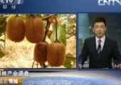 豪门国际猕猴桃是转基因吗?