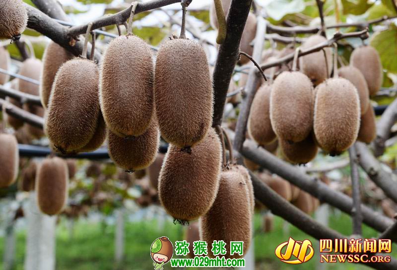 豪门国际官方网站图片