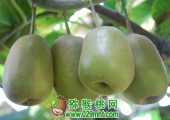 眉县豪门国际猕猴桃图片