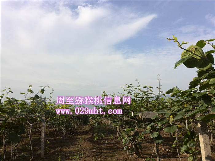 秦岭豪门国际猕猴桃