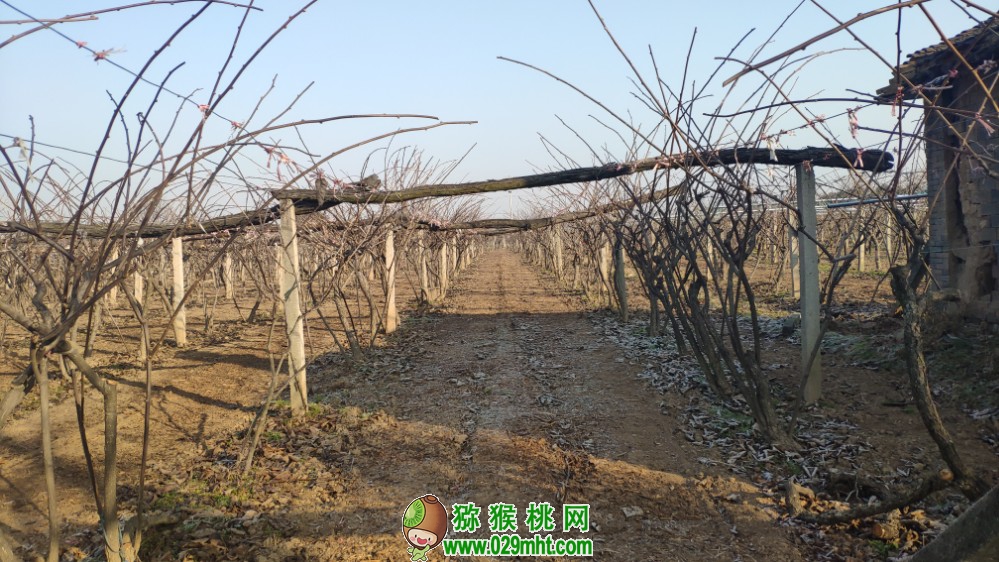 豪门国际 d331a
