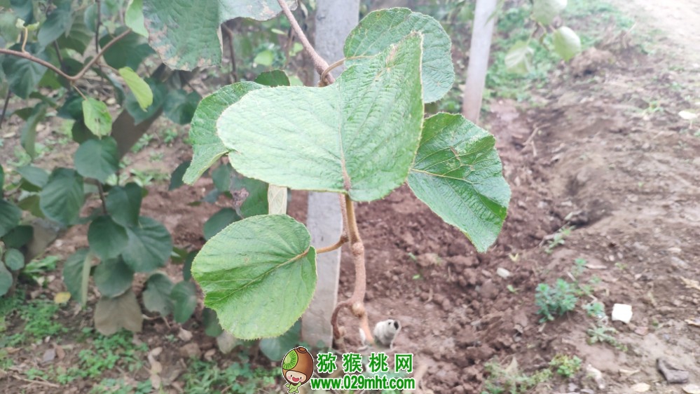豪门国际 42cc5