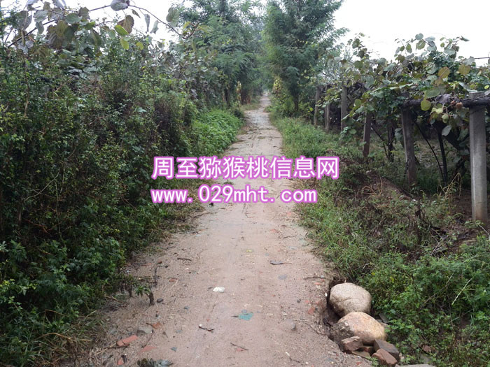 豪门国际猕猴桃