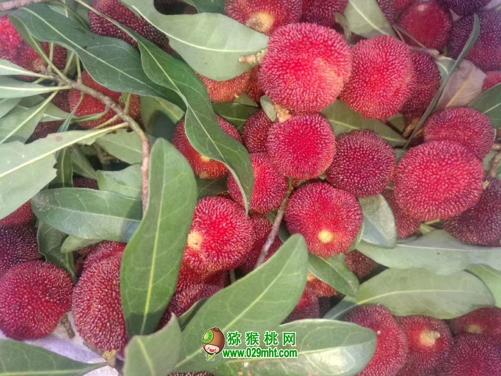 豪门国际 5f11a